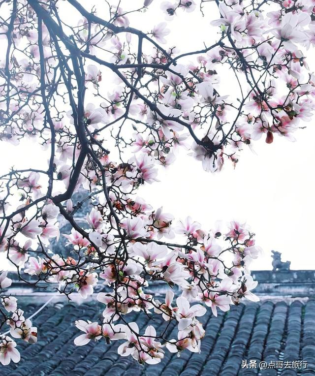 成都市区最美玉兰花开了，寺庙公园惊艳的美，这3处都不要门票！