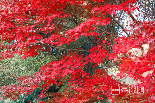 四季可赏！北塔生态园红枫“枫”景独好