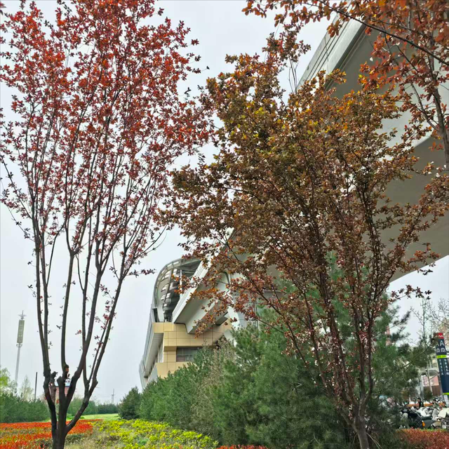 西安藏着神仙春日：坐地铁穿花海，随手释放浪漫，便捷观赏油菜花