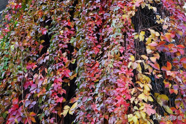 邂逅初冬美景，上海地铁11号线安亭段桥墩爬山虎红了