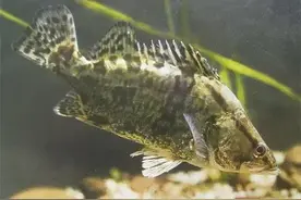 我国的优质食用鱼类——鳜鱼图片