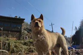土坡上的狗尾草：一根草为何让千万人深夜泪崩？图片