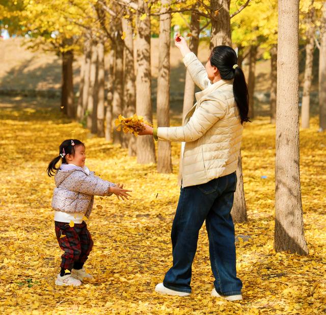 一场黄河畔的冬约 就在沿黄九美银杏林