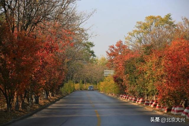 只等你来！大兴秋日赏玩清单出炉——