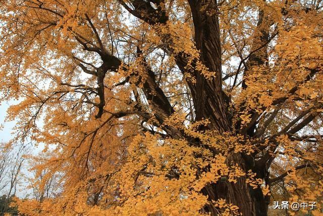 南京的秋天，凭什么这么低调？