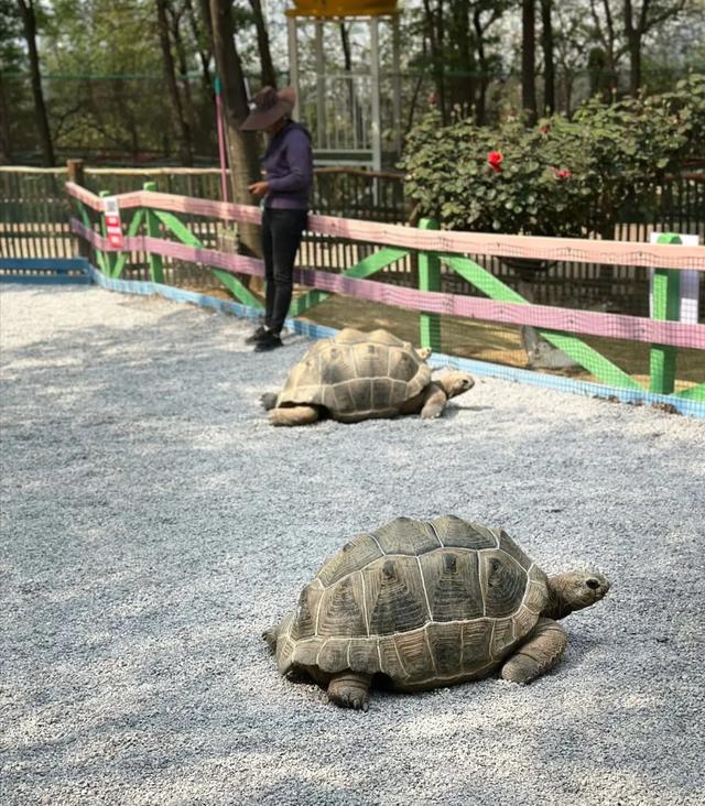 昆明白鹿森林：摩洛哥风情＋鲜花＋白孔雀＋萌宠✌游玩新地标走起