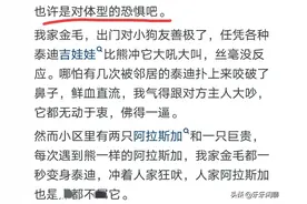 为什么小狗和大狗相遇，小狗叫的很凶，而大狗却不以为然？图片