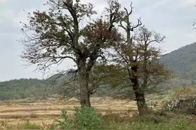 农村现象：很多人抵触农村随礼，可不知不随礼后果堪忧。图片