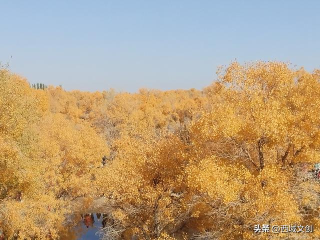 丝路遗迹·寻踪河西｜张耀宇：金塔胡杨是沙漠写给秋天的密语