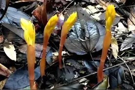 牢底坐穿系列13：中国特有极度濒种类！来认识一下吧图片