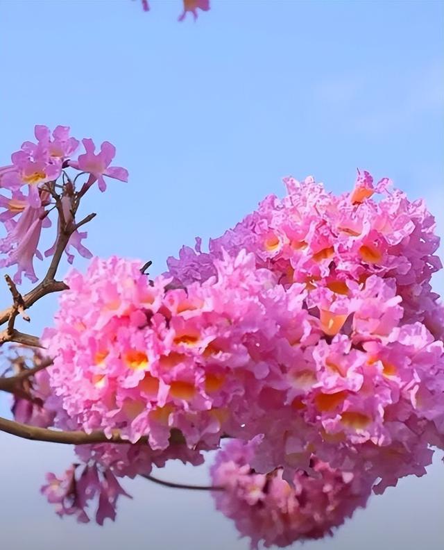 格桑花、紫花风铃木、雪白油茶花……肇庆这里太美了！