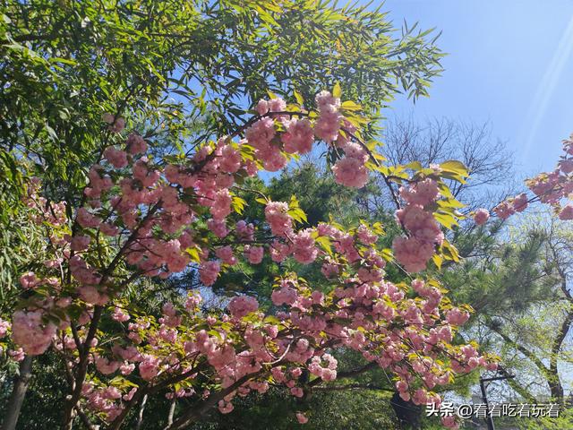 北京公园赏花记