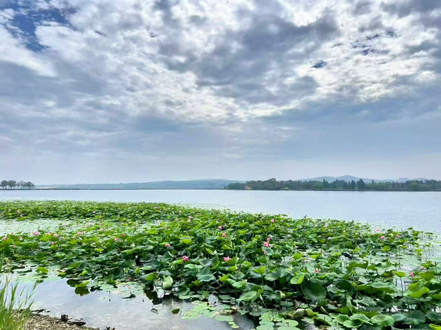 限定版夏日浪漫！闯入淄博的「莫奈花园」！