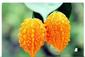 被时代淘汰的水果有哪些？看看这些，你们见过几个？图片