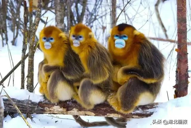 【知音湖北】一江楚韵绘新春 千场欢腾邀客来——“知音湖北”2026新年文旅盛宴重磅启幕