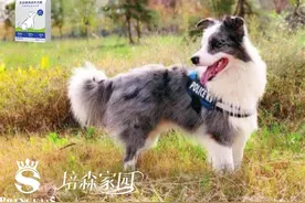 新手！养边牧真的要慎重！图片