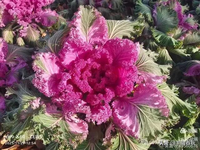 北京景山公园羽衣,冬园锦色|申艳娟