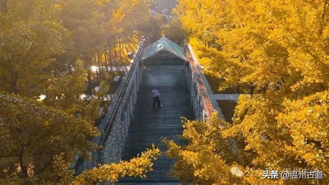 初冬，温州这处教堂旁的银杏林，从来不负秋！
