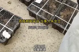 老人网购误下单收到550只小鸡崽！家属回应是老人免密支付图片