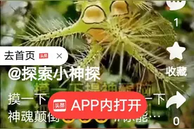 洋辣子(毛辣子)，认识吗？！图片