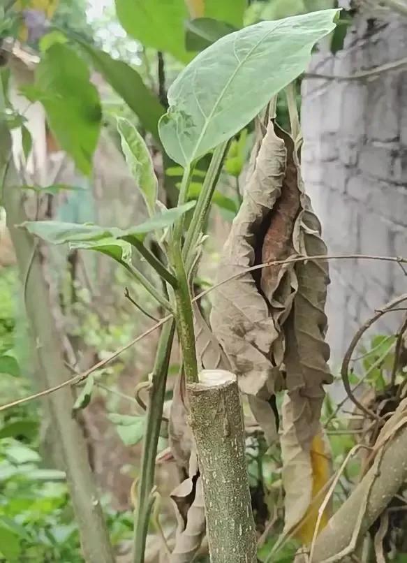 天呐！福建大叔竟把茄子养成树，一棵年产百斤！这操作也太神了吧