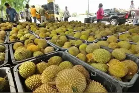 “你绝对没想到！榴莲界的革命性突破，中国人成功颠覆市场规则"图片