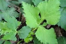 这种被当杂草的野菜，形状酷似鸭脚掌，竟是天然消炎药？鲜嫩当季图片