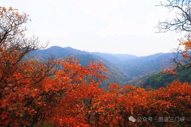甘山红叶，秋之华章