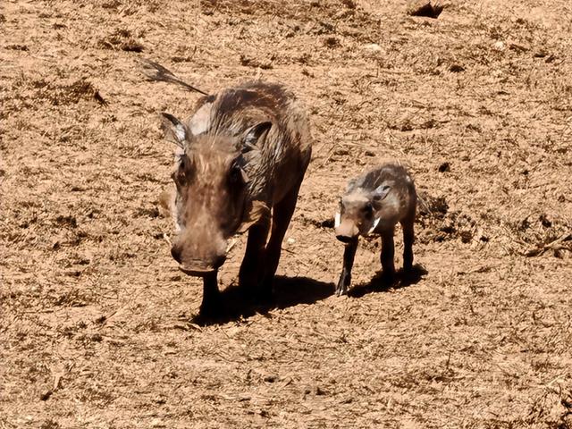 非洲旅游：难忘南非观光之旅纪行（图）