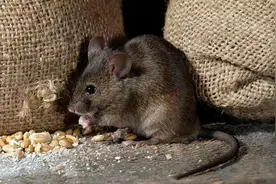 四川杨纯明：生擒“鼠王”当晚竟遭群鼠疯狂啃咬，老鼠还会记仇？图片