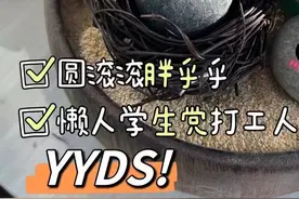 不吵闹、不闯祸的“宠物”你见过吗？稀奇！不少年轻人开始扎堆“养石头”图片