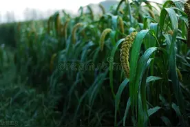 柴米油盐酱醋茶系列之米图片
