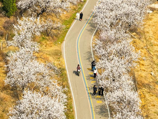 宁阳“杏花大道”成网红：一路烟霞，满山春色