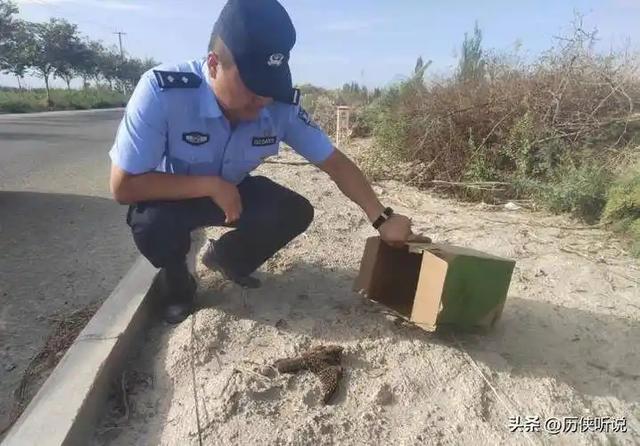 百年一遇！新疆棉花地的“怪鸟”，竟是全球仅存1个标本的夜精灵
