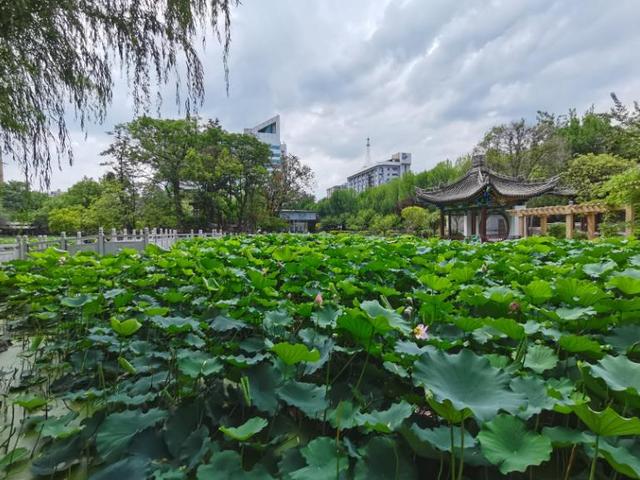 莲湖公园荷韵浓