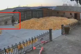 黑龙江发生老虎进村咬人事件，后续来了图片