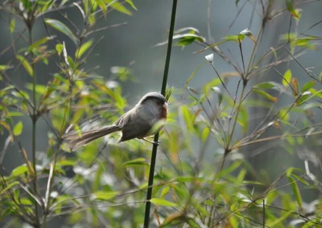 广元不远 周末优选｜不如见一面，顺便玩一圈！清明假期带你玩转唐家河