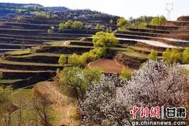 榆中县第二届杏花文化旅游节活动即将开幕图片