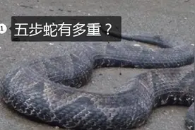 安徽某地惊现巨型五步蛇，伤者剁指保命，专家冒死进山寻找真相！图片