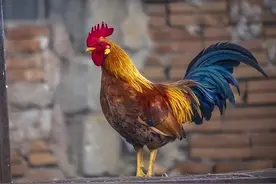 公鸡怎么知道时间，为何每天都能准时打鸣？到2013年才被破解图片