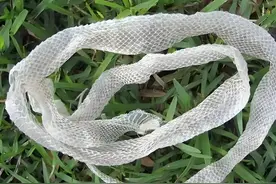 看到“蛇蜕皮”必须马上逃跑？否则会有不好的事发生，是真的吗？图片