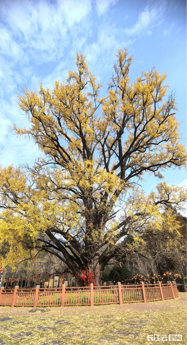 评分秋色：随州为啥被称为“杏”运城市？