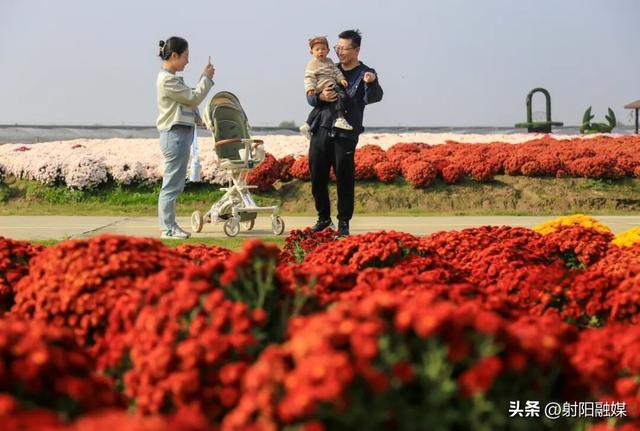 秋游射阳，这片菊海藏不住了！