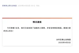 河北邯郸出逃的黑熊找到了！已转移至原动物园图片