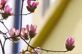 胜日寻芳 春游郑州，这份赏花攻略请收好！图片