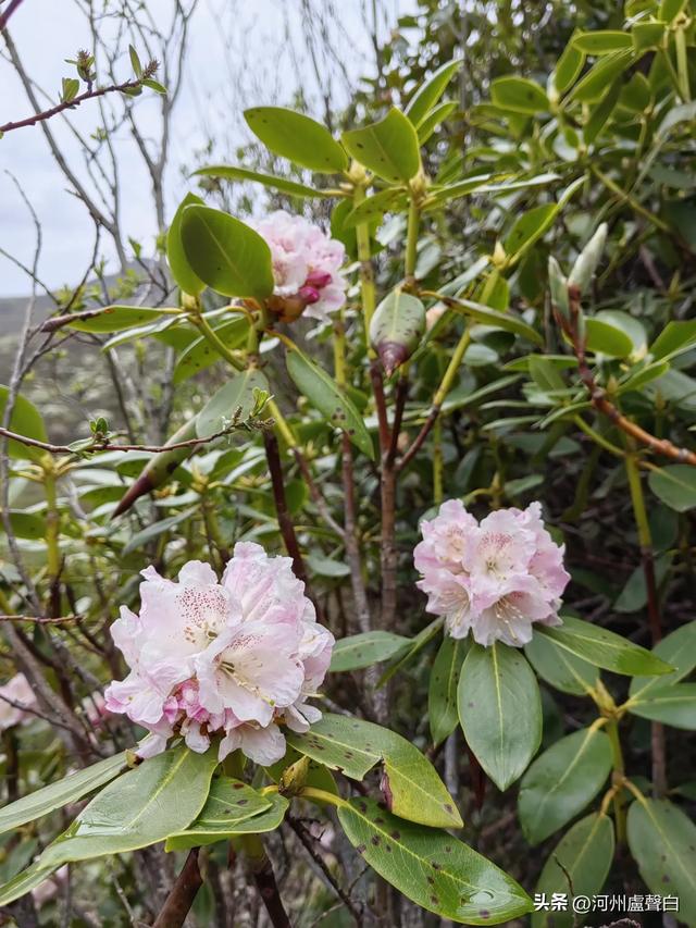 渭源双石门*石门雪山的杜鹃花