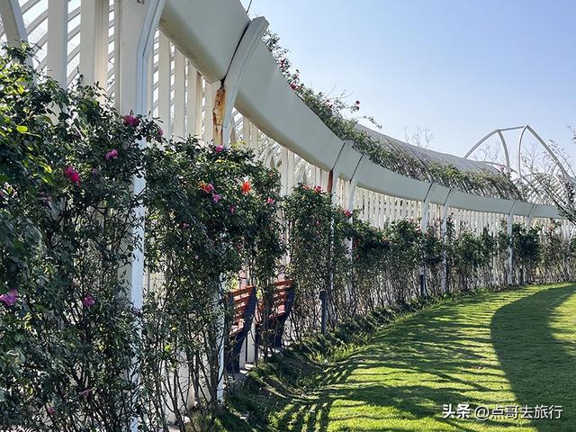 成都蔷薇花开爆了，免费才是最美，花墙瀑布很惊艳，太适合拍照！