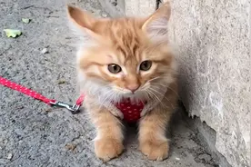 小姐姐捡到只小橘猫，猫妈上门要孩子未果，结局却改变了她的一生图片