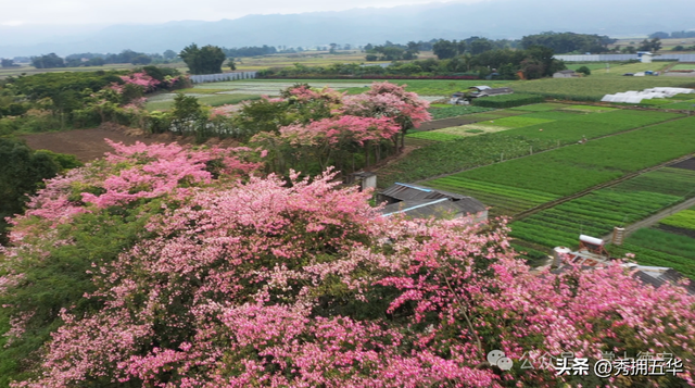 旅居云南｜德宏，是你安放身心、享受生活的最佳过冬地！
