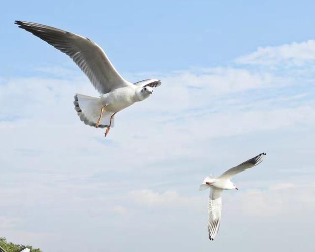 快乐的25/26深圳湾候鸟季